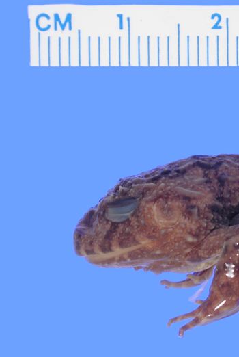 Media type: image; Herpetology A-89462